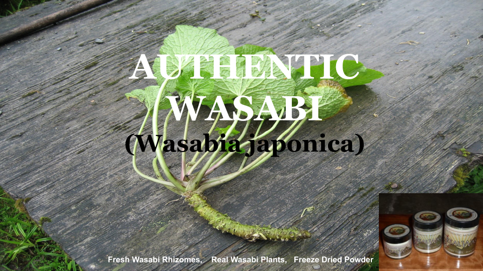 Real Wasabi Rhizomes (Root) | Wasabia japonica | Authentic